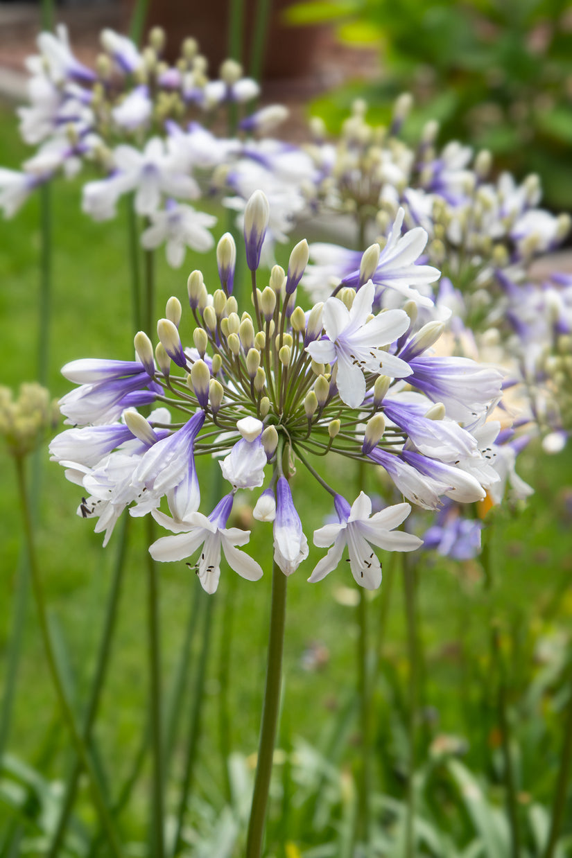 agapanthus-twister.jpg