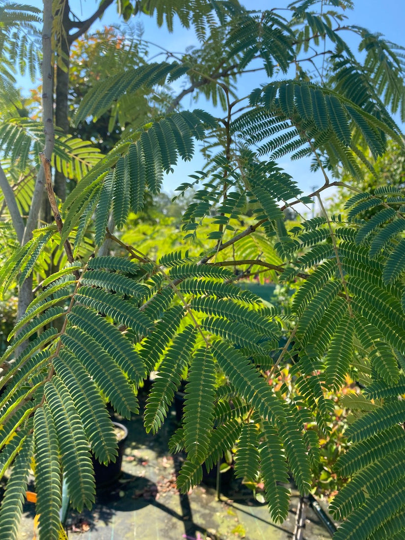 albizia-ombrella.jpg