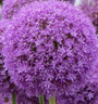 allium ambassador