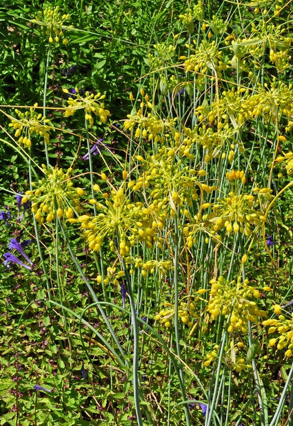 Gele Look - Allium Flavum