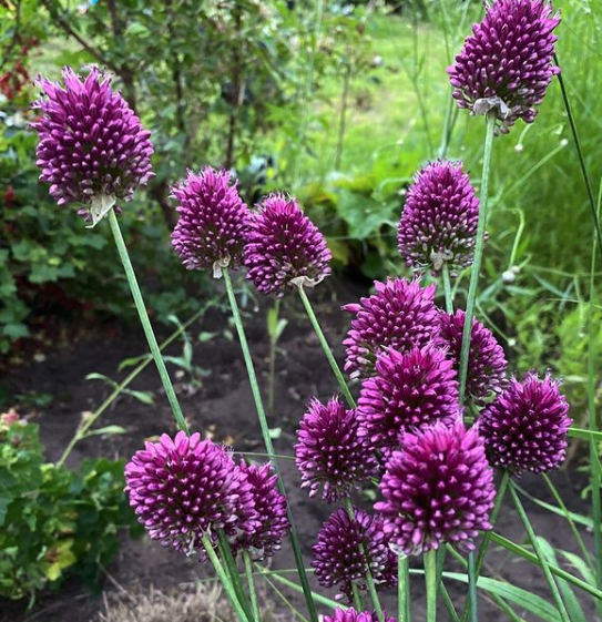 allium tuinplanten