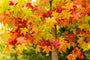 amberboom-op-stam-Liquidambar-styraciflua-Gum-Ball.jpg