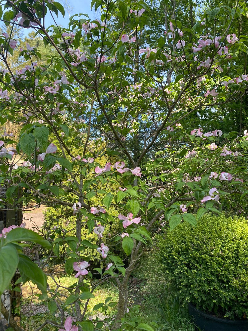 Oost amerikaanse cornus rubra