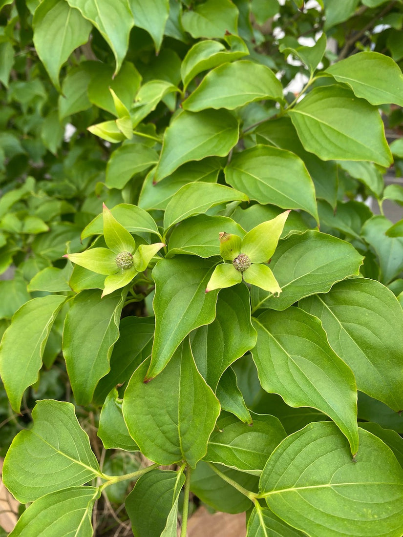 amerikaanse-kornoelje-cornus-florida-bladeren-en-bloemknop.jpg