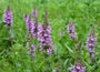 andoorn-Stachys-palustris.jpg