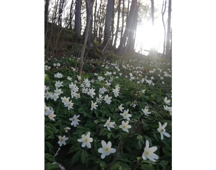 anemone_nemorosa.webp