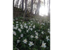 anemone_nemorosa.webp