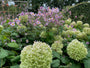 anemoon-hortensia-combinatie.jpg