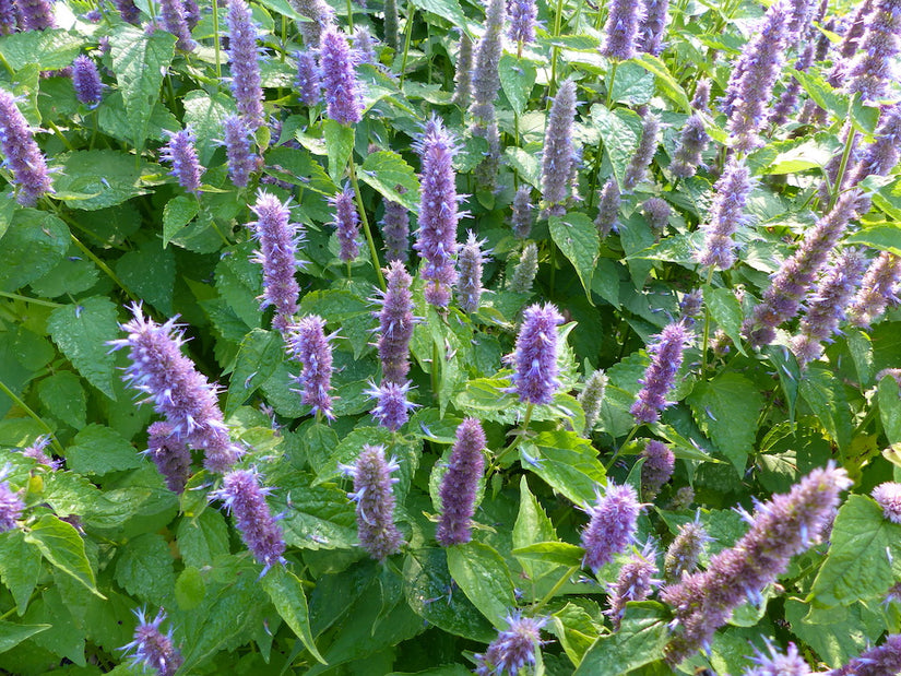 Koreaanse munt - Agastache rugosa (Anijsplant)