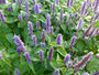 Koreaanse munt - Agastache rugosa (Anijsplant)