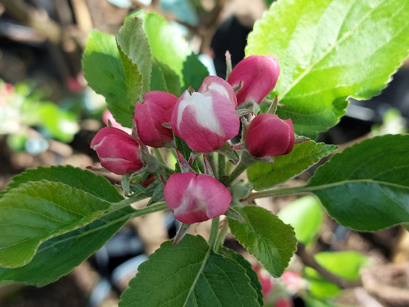 Malus domestica 'Jonagold' - Bloesem in de knop