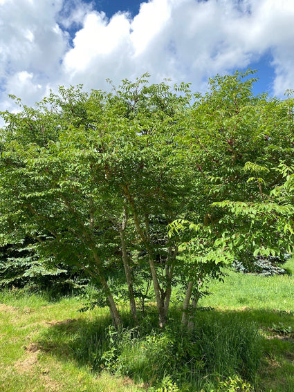 Duivelswandelstok - Aralia Spinosa meerstammige boom