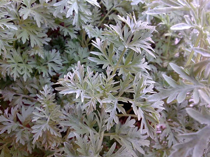 artemisia_absinthium-blad.webp