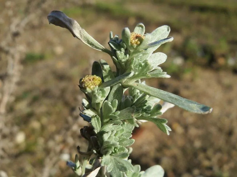 artemisia_absinthium-detail.webp