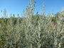 artemisia_absinthium.webp