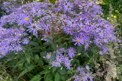 Grootbladige Aster - Macrophyllus 'Twilight' in bloei