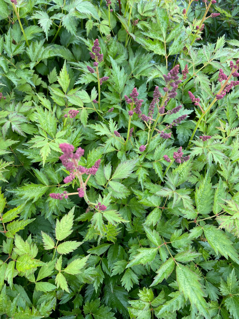 astilbe-j-mainz.jpg