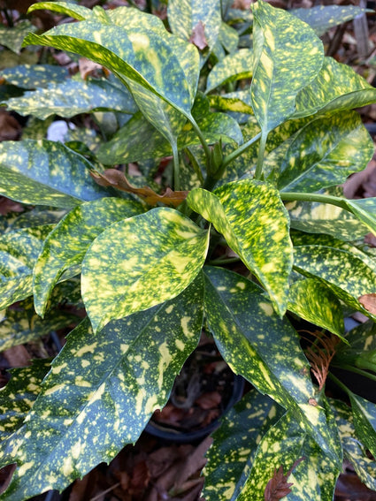 Aucuba Japonica Golden King broodboom - gevlekt blad struik voor borders