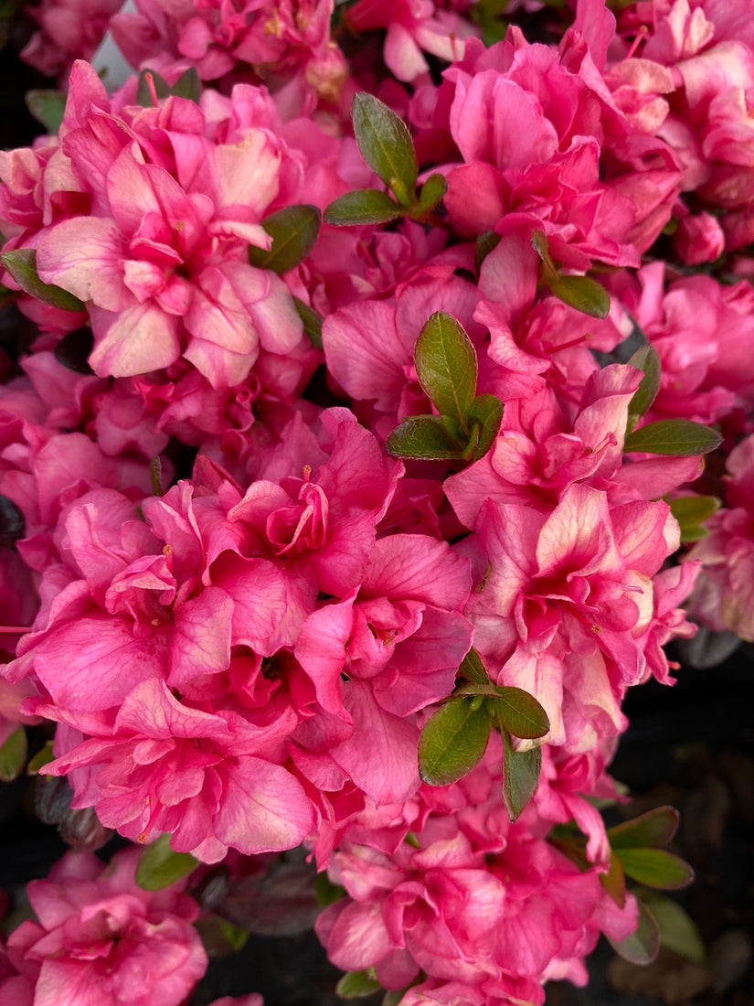 azalea-japonica-rokoko-dwerg-rhododendron.jpg