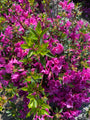 Azalea japonica 'blaauw's Pink'