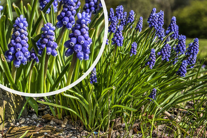 Blauwe druifjes  - Muscari botryoides