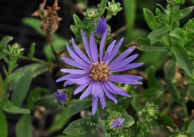 Bergaster - Aster amellus 'Rudolph Goethe'