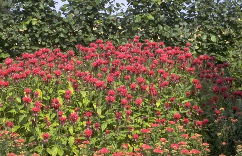 Bergamotplant - Monarda 'Mahogany'