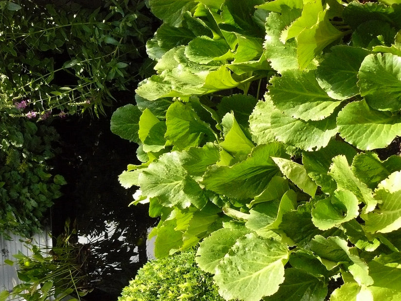 Schoenlappersplant - Bergenia cordifolia