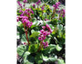 Schoenlappersplant - Bergenia cordifolia in Bloei