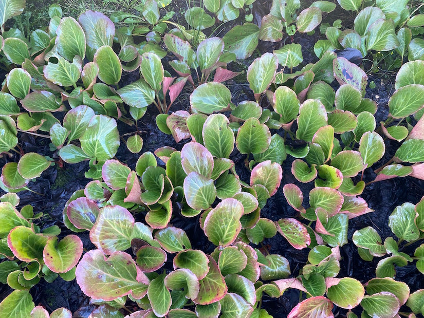 Bergenia schoenlappersplant 