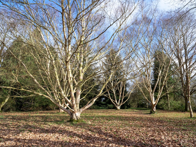 berk-boom-Betula-ermanii-Blush.jpg