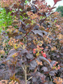 Physocarpus opulifolius 'Diabolo' meerstammige struik donker blad