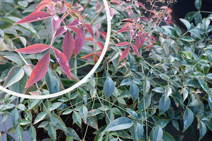 Blad Hemelse bamboe - Nandina domestica 'Flirt'