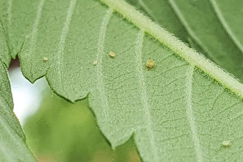 bladluizen foto blad