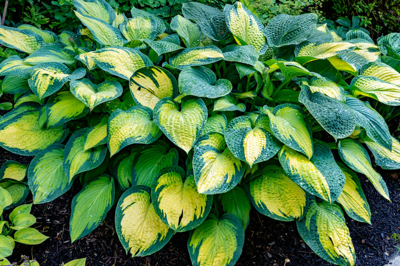 bladplant Hosta fortunei 'Paul's Glory in voorjaar