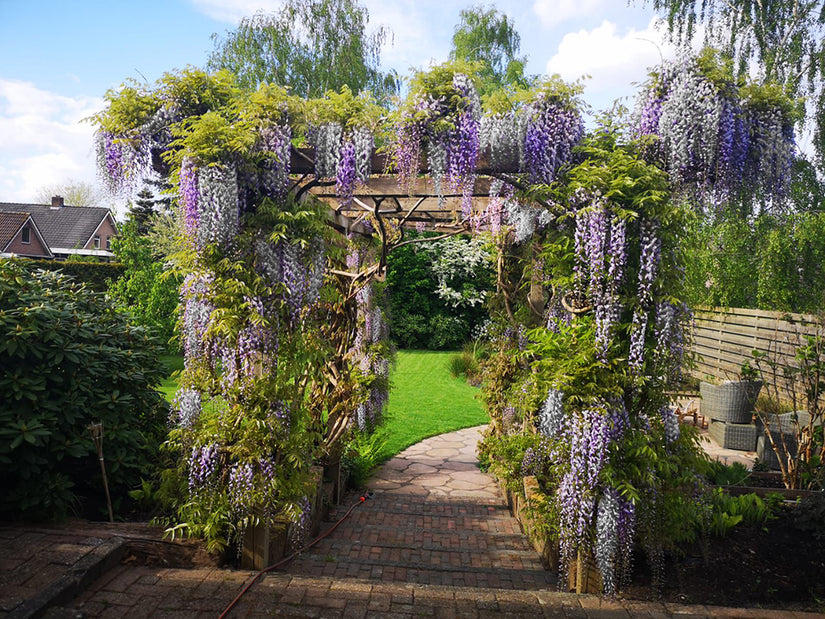 pergola klimplanten alba blauw wit regen blauweregen klimplant pergola