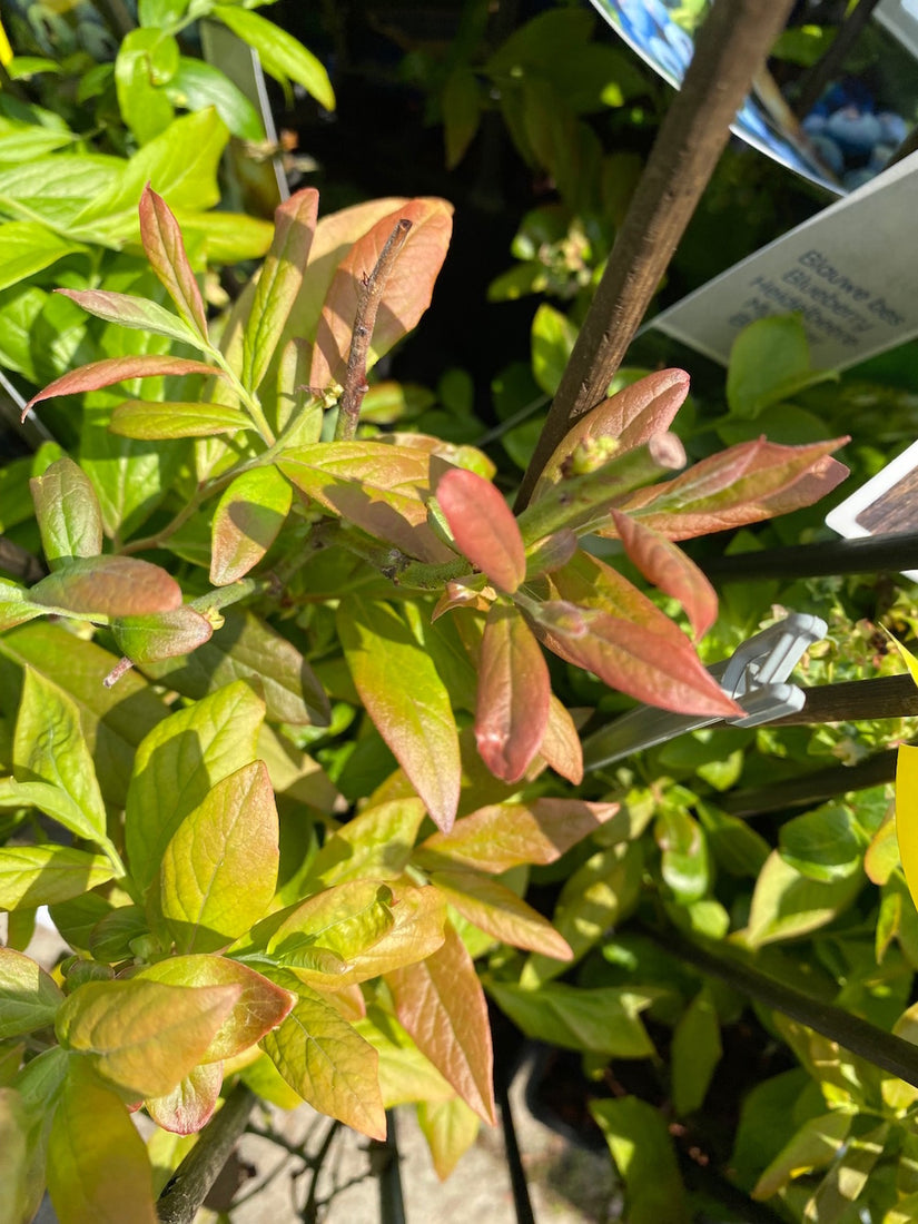 Bladkleur van de Amerikaanse bosbes - Vaccinium corymbosum 'Bluecrop'