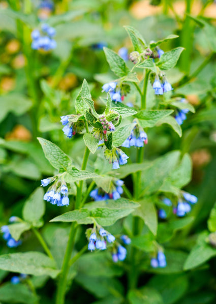 blauwe-smeerwortel-Symphytum-azureum.jpg