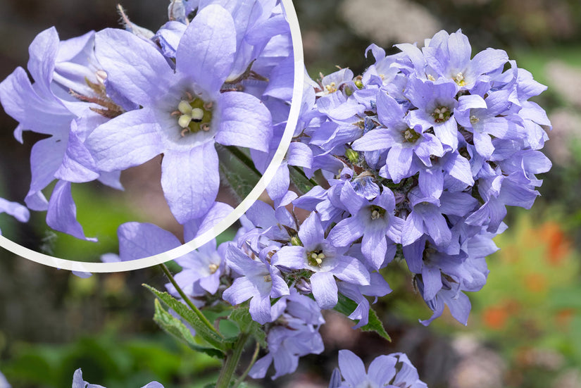 Klokjesbloem - Campanula lactiflora 'Loddon Anna'