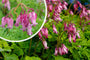 Gebroken hartje - Dicentra formosa in bloei