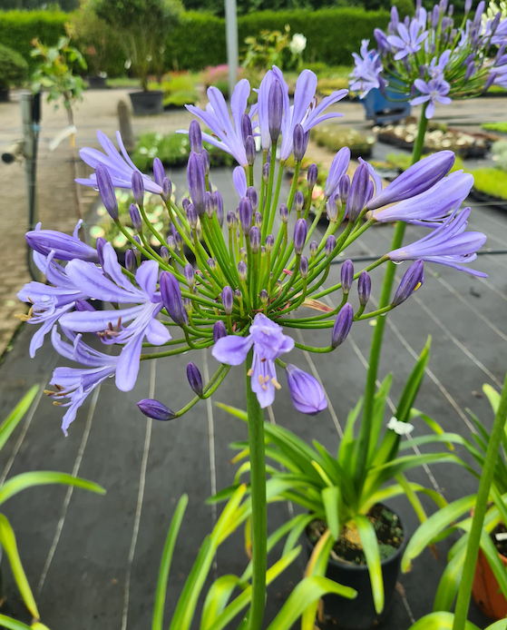Afrikaanse lelie Agapanthus 'Donau' borderpakket