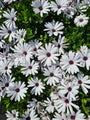 Spaanse margriet - Osteospermum 'Asti white'