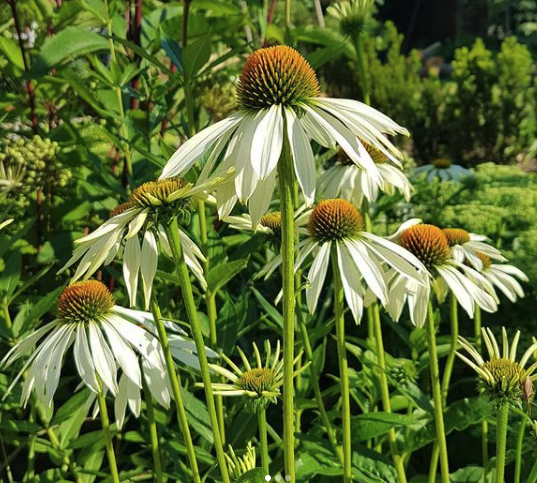 Witte Zonnehoed - Echinacea purpurea 'Alba'