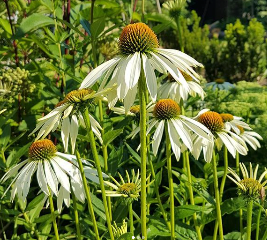 combineren van de Witte Zonnehoed - Echinacea purpurea 'Alba'