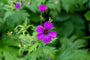 Bloem Geranium psilostemon 'Red Admiral'