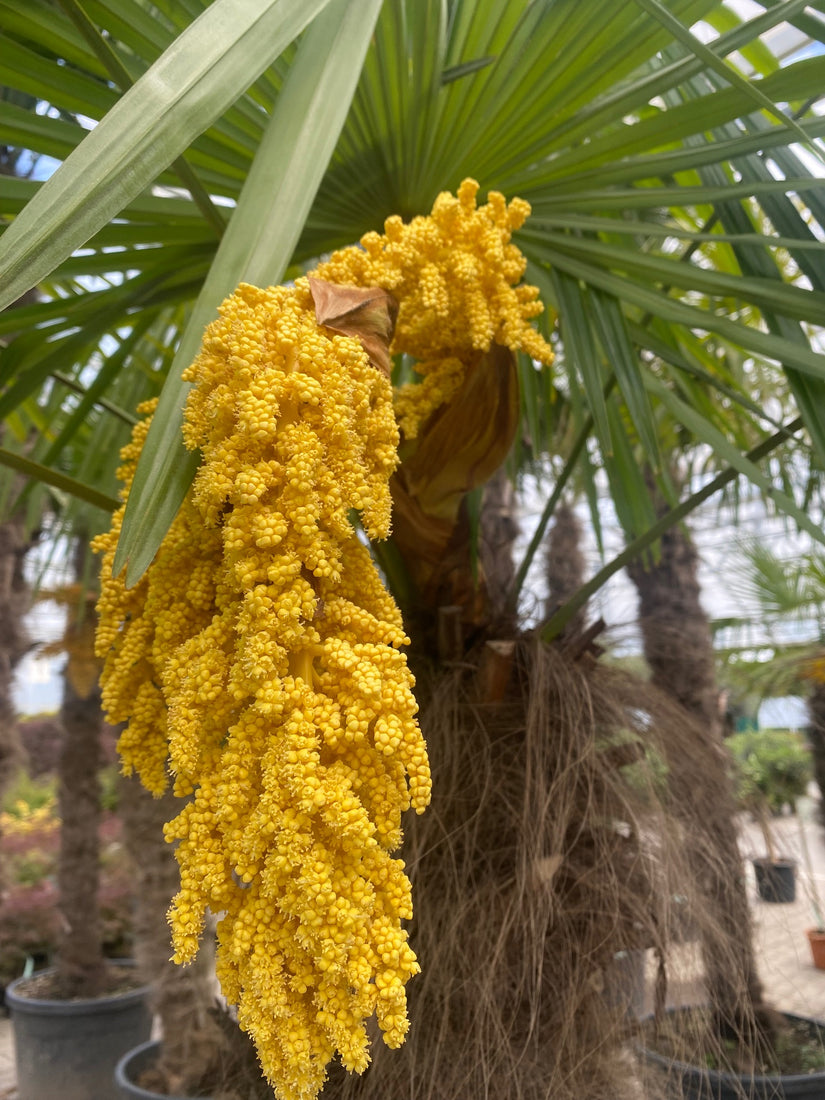 bloemen-chinese-palm.jpg