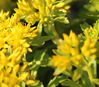 Sedum floriferum bloemen tuin borderpakket