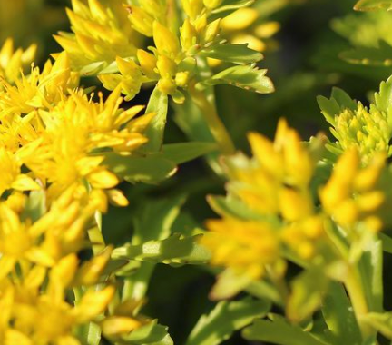 Sedum floriferum bloemen tuin borderpakket