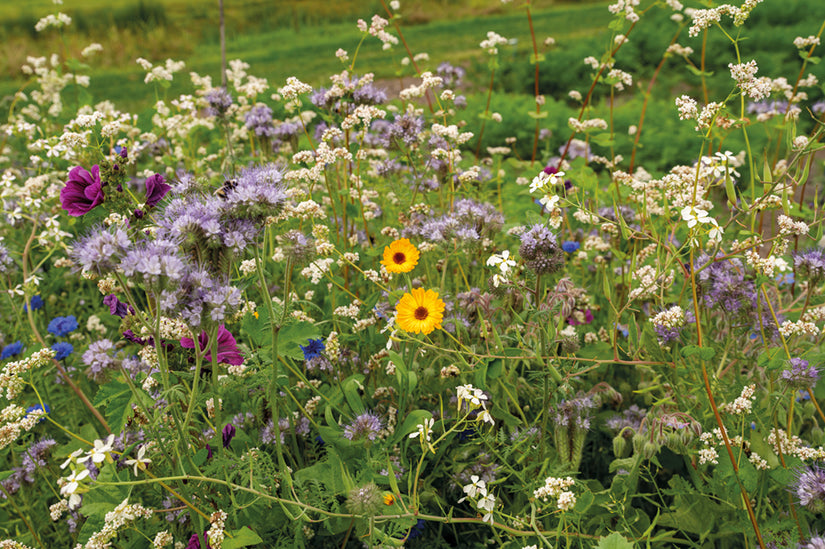 bloemenweide-van-biologisch-zaad.jpg