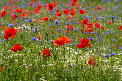 Bloemenweide van inheemse wilde bloemen